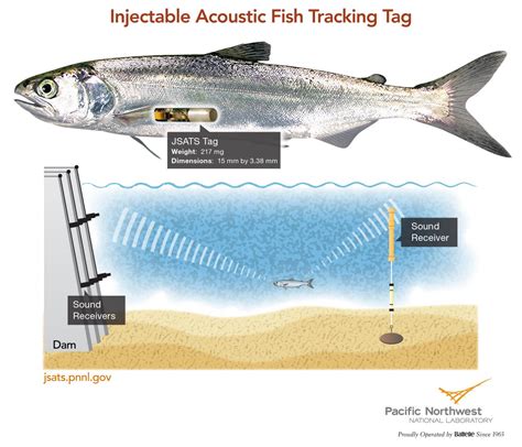 fish tracking rfid|fish tagging techniques.